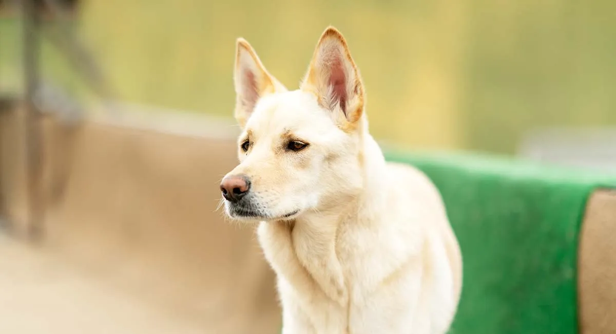 Korean Jindo